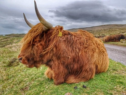 Met a highland coo